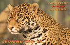 qsl card - for personalization