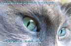 qsl card - for personalization